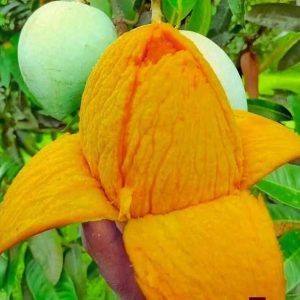 হিমসাগর আম ১২ কেজি